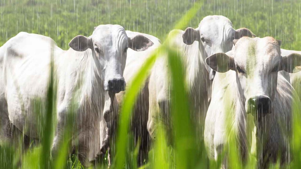 Clima ajuda na recuperação de pastagens e influencia mercado