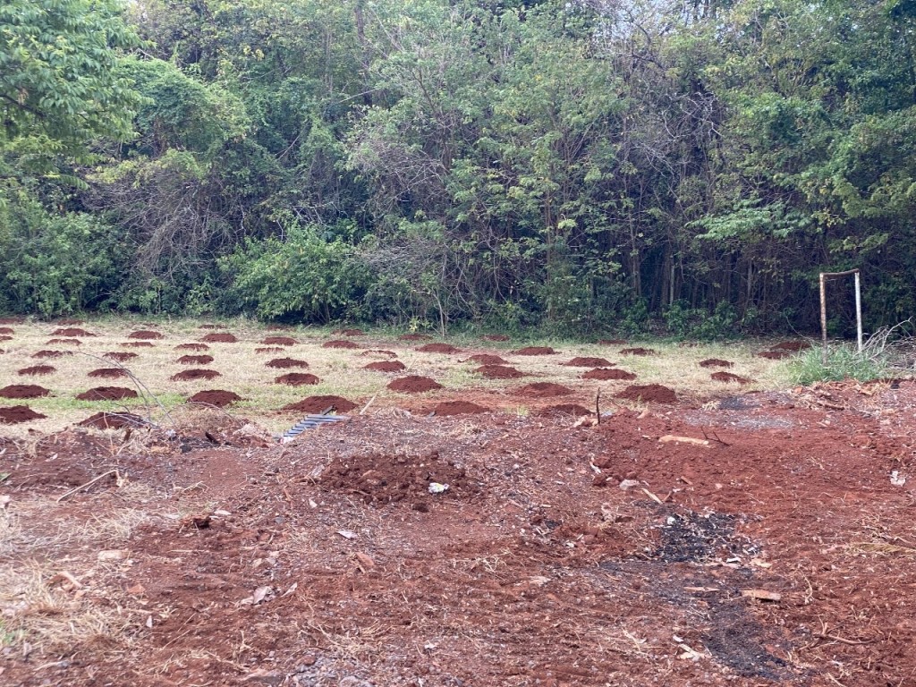 PL determina que Governo distribua mudas e sementes para revitalização ambiental