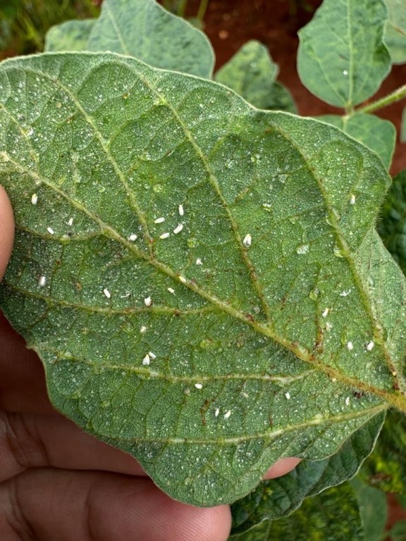 Produtores de soja de Minas estão preocupados com a mosca branca