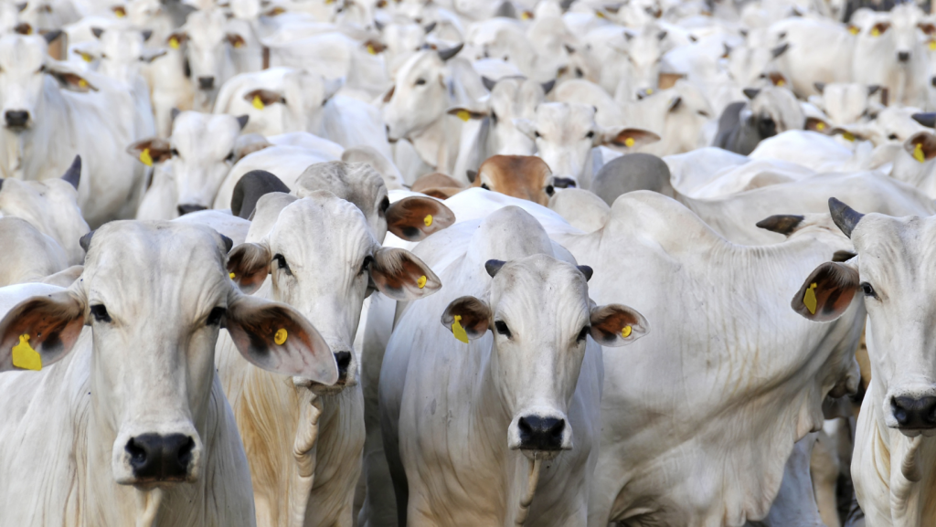 Preços do boi gordo apresentam alta no mercado interno