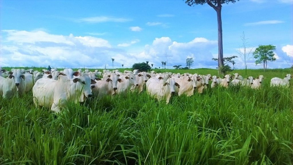 CNA que avanços no caminho da sustentabilidade e eficiência produtiva