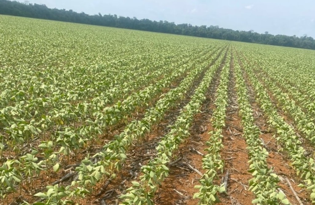 Queda na cobertura do seguro rural preocupa produtores agrícolas