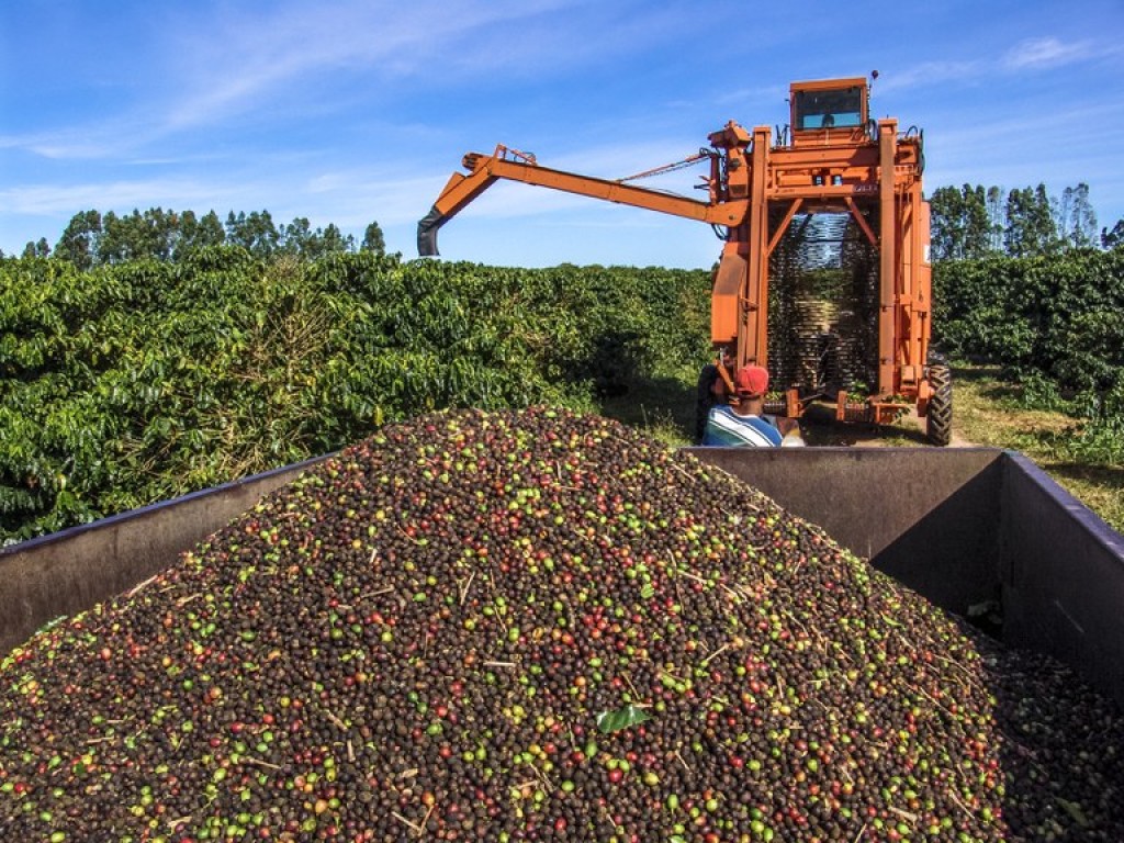 Conab faz a primeira avaliação da safra de café em 2024