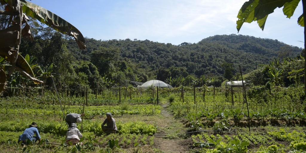 Brasil: 15 mi de hectares de imóveis rurais se sobrepõem a florestas