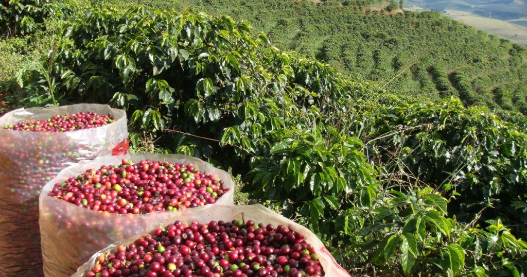 Ano de “bienalidade positiva” impulsiona expectativas, mas clima desafia produtores de café mineiros