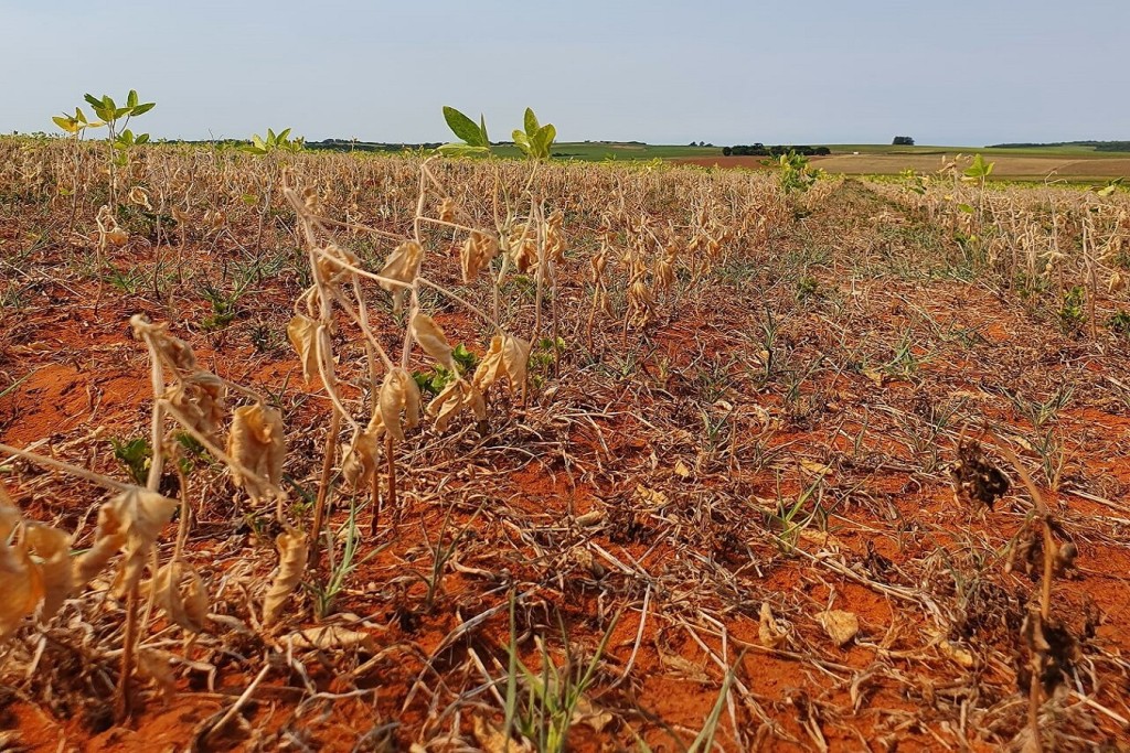 Associação de produtores recomenda cautela e diz que estimativas ainda não refletem realidade de perdas