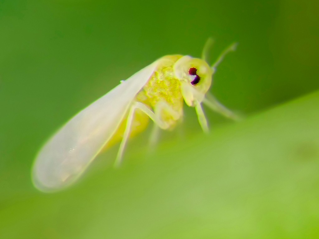 Proliferação da mosca branca preocupa produtores em todo Brasil