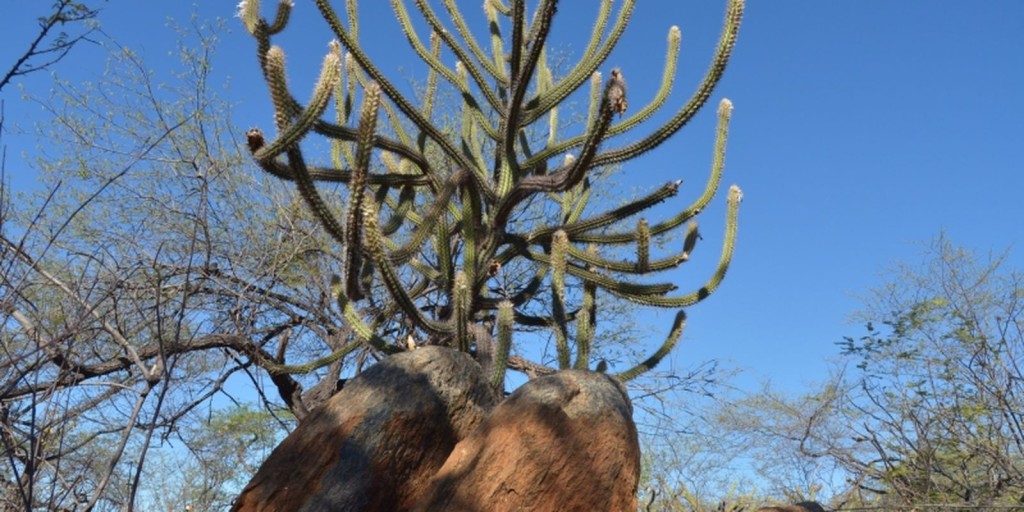 Governo retoma Comissão Nacional de Combate à Desertificação