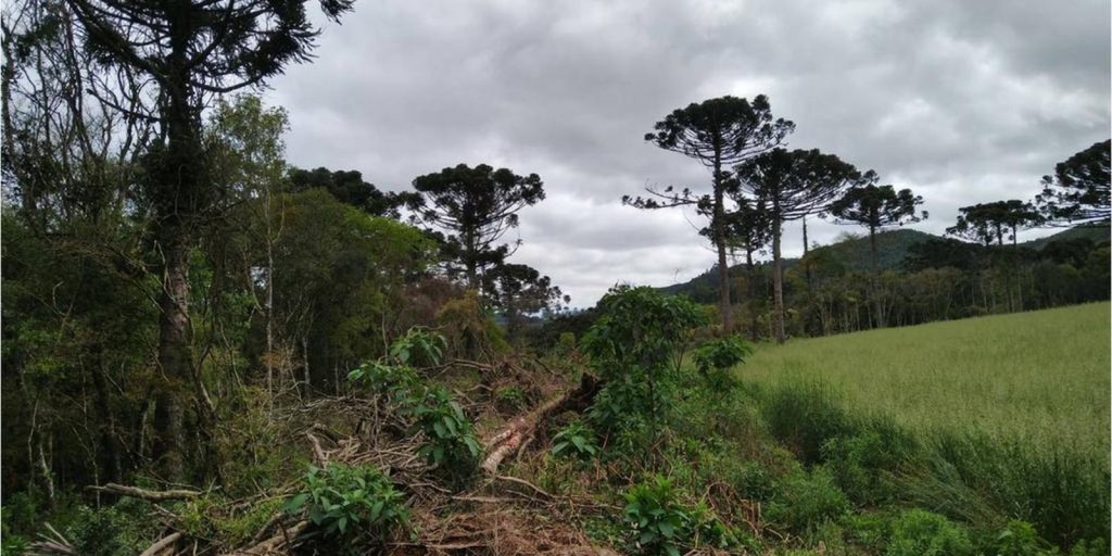 Estudo mostra que árvores exclusivas da Mata Atlântica estão ameaçadas