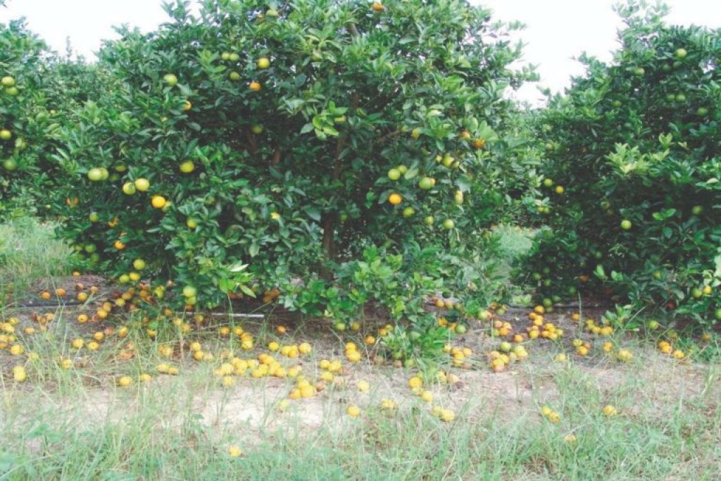 Citricultores paulistas fogem para Minas Gerais por causa do greening