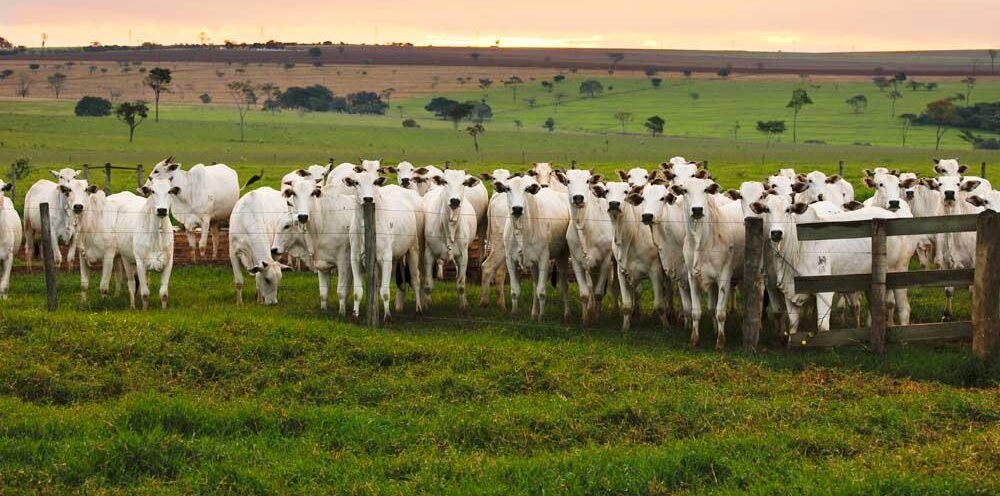 Projeto de Fertilização In Vitro impulsiona produção bovina em Carneirinho