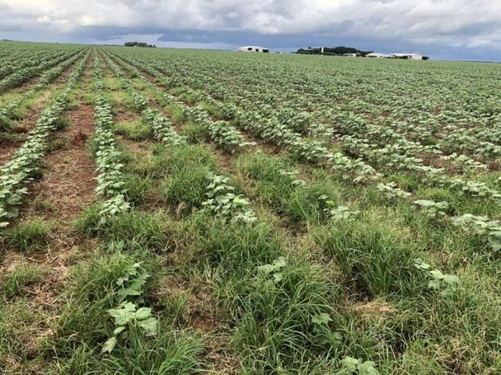 Além das intempéries climáticas, agora ervas daninhas ameaçam as lavouras