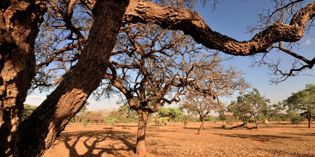 Apib pede inclusão de mais biomas brasileiros em regulação europeia