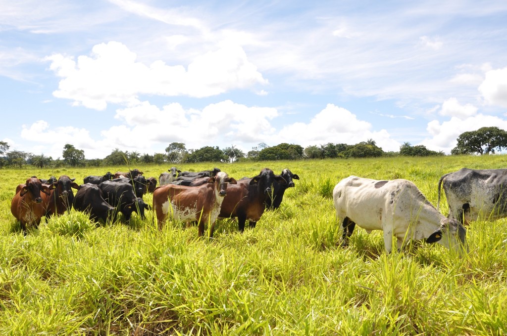 Emater de Minas Gerais transforma paisagens degradadas na Zona da Mata