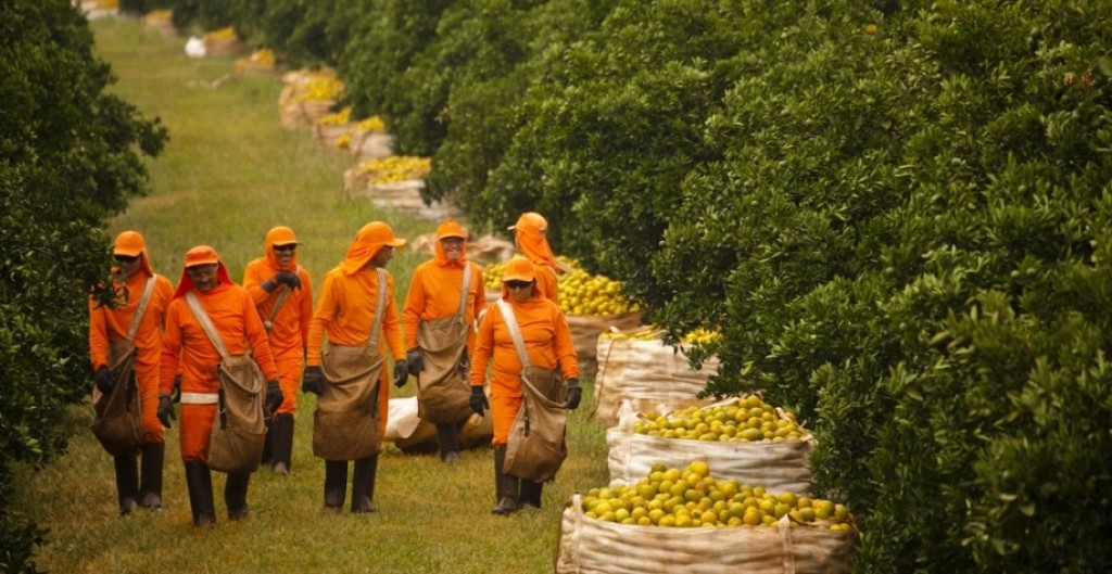 Citricultura brasileira impulsiona geração de empregos no agronegócio