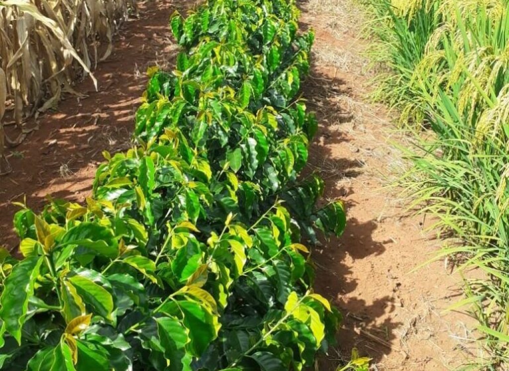 Arroz volta a ganhar força no Sul de Minas Gerais em consórcio com café