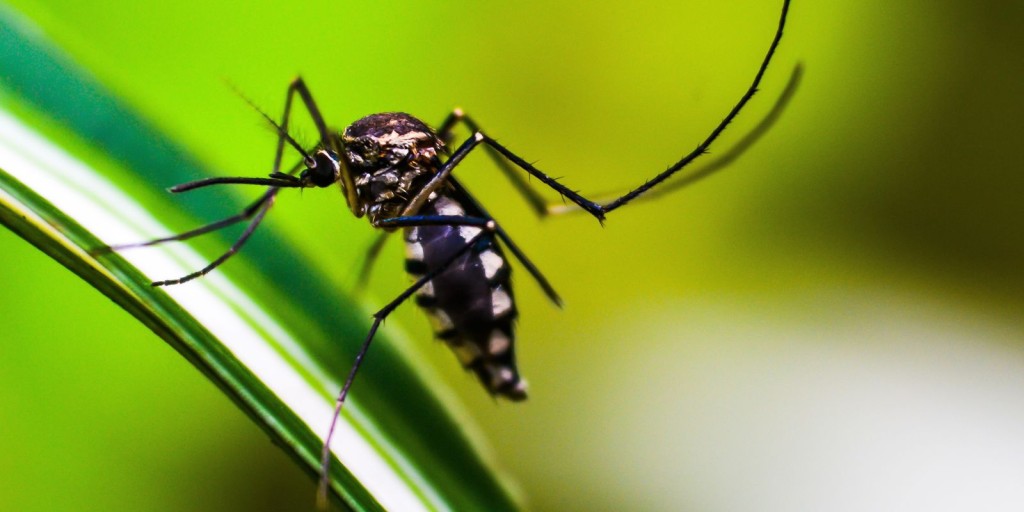 Brasil tem quase mil mortes por dengue em investigação