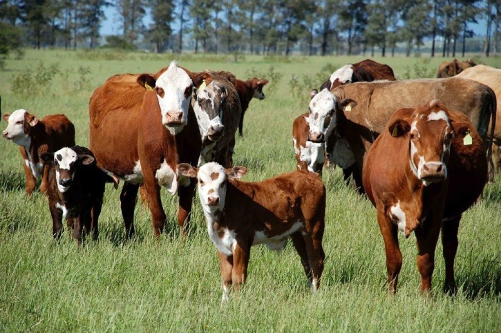 RS: Secretaria da Agricultura define novas datas para Declaração Anual de Rebanho em 2024